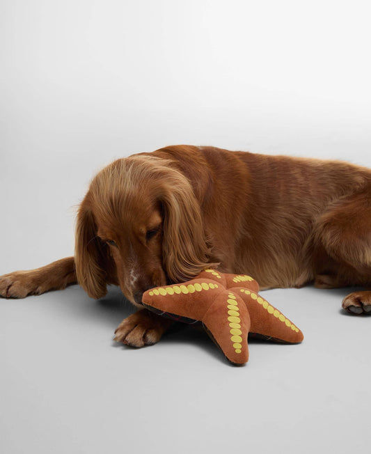 Barbour Starfish Dog Toy