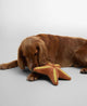 Starfish