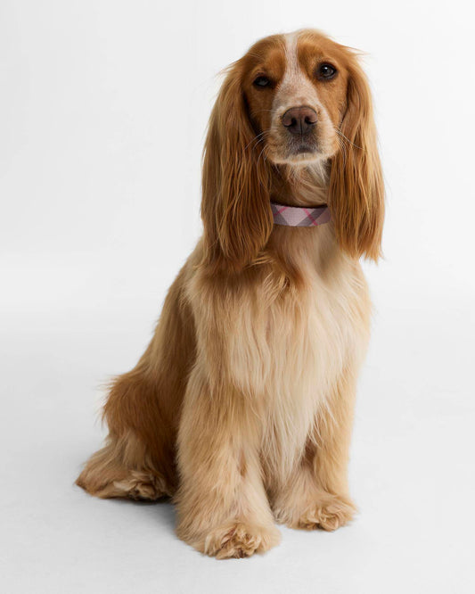 Barbour Tartan Printed Dog Collar